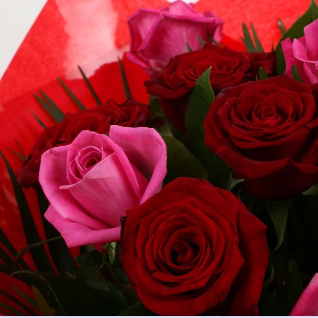12 Blush Roses Bouquet – Happy Days Factory