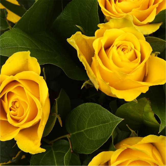 12 Luxury Yellow Roses Bouquet – Happy Days Factory