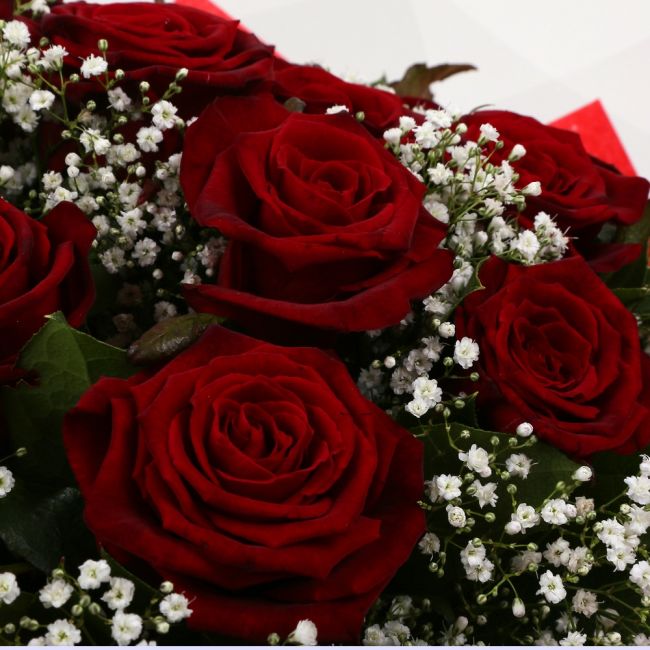 Red Roses Factory 12 Red Roses With Gypsophila – Happy Days Factory